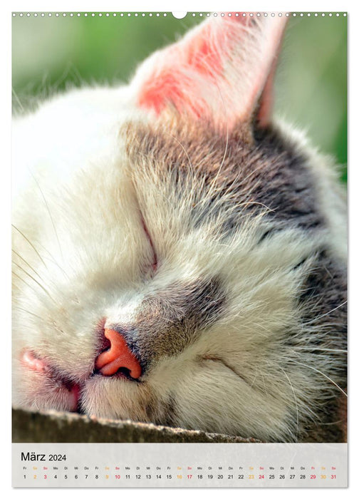 Katzen - süß und kuschelig (CALVENDO Wandkalender 2024)