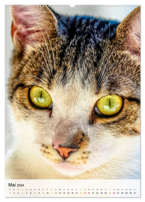 Katzen - süß und kuschelig (CALVENDO Wandkalender 2024)
