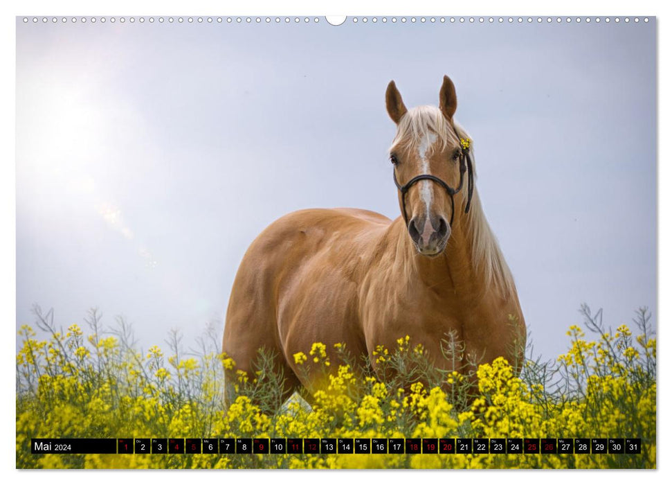 Faszination Westernpferde (CALVENDO Wandkalender 2024)