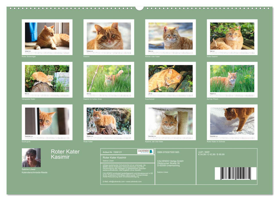 Roter Kater Kasimir (CALVENDO Wandkalender 2024)