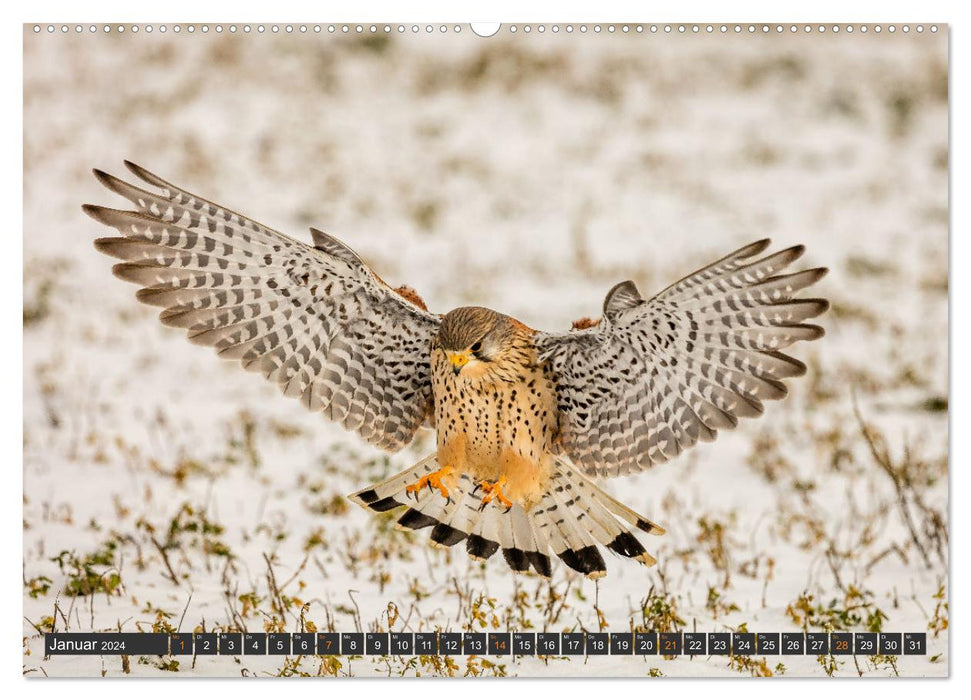 Augenblicke in der Natur (CALVENDO Premium Wandkalender 2024)