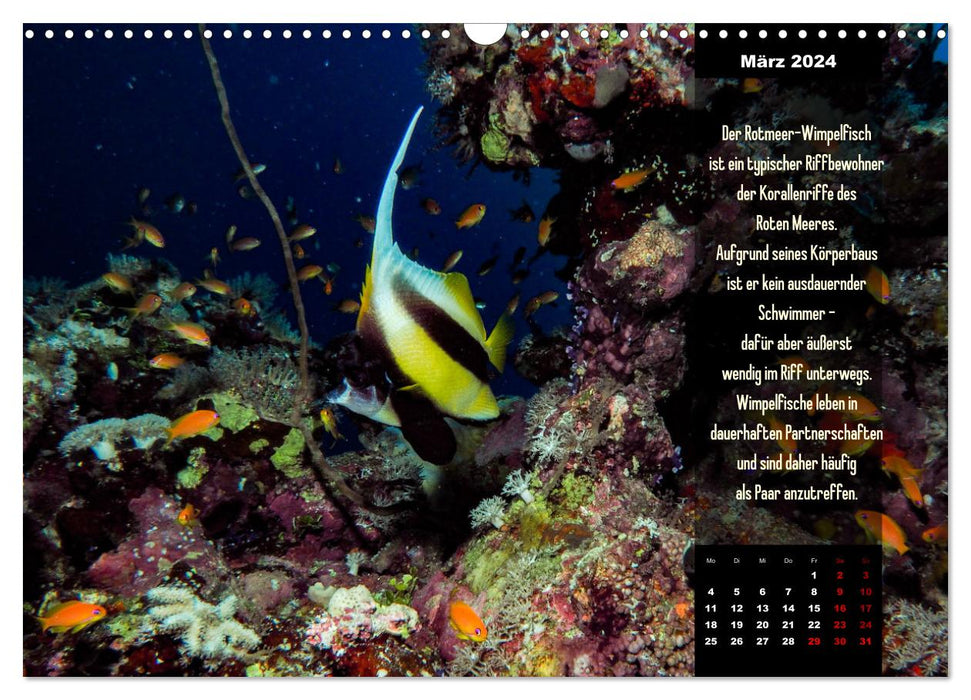 Abgetaucht! Entdecke die Unterwasserwelt des Roten Meeres (CALVENDO Wandkalender 2024)