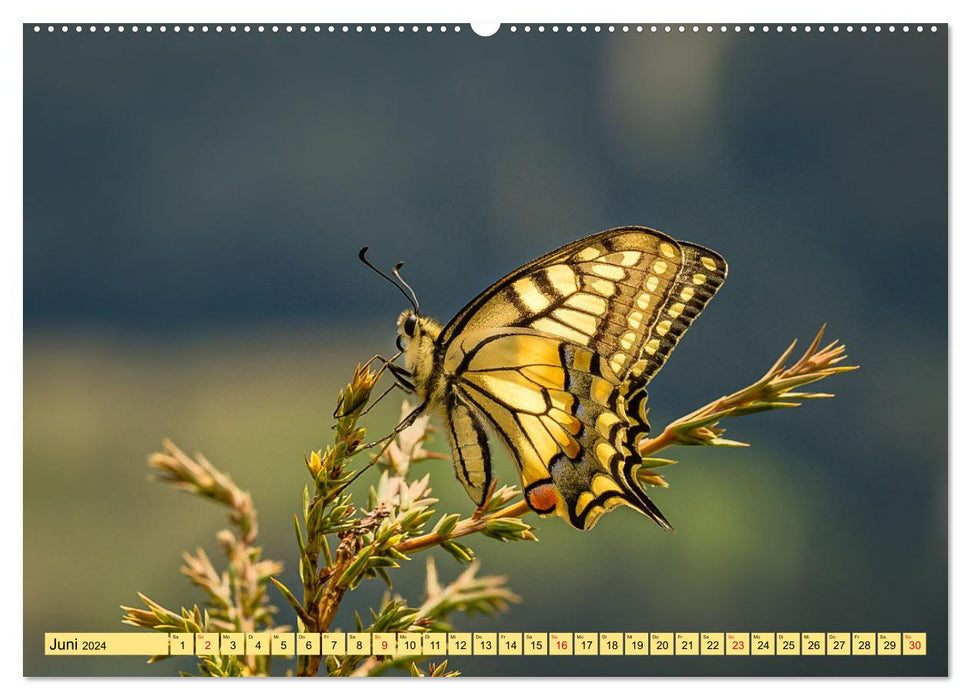 Augenblicke in der Natur (CALVENDO Wandkalender 2024)