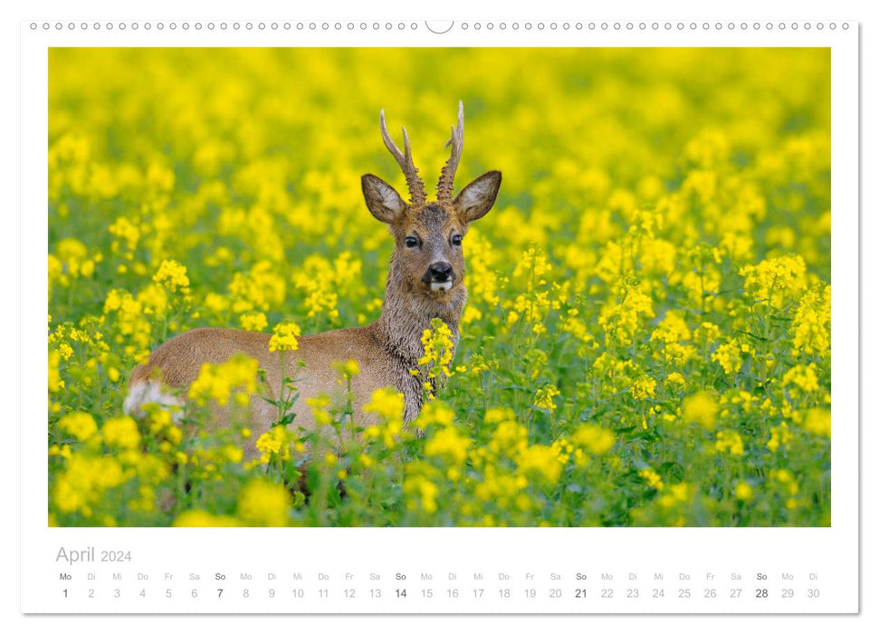 Rehwild 2024 (CALVENDO Premium Wandkalender 2024)