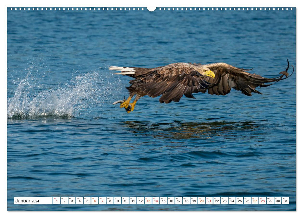 Heimische GREIFVÖGEL Adler Milan Bussard Weihe Sperber (CALVENDO Premium Wandkalender 2024)