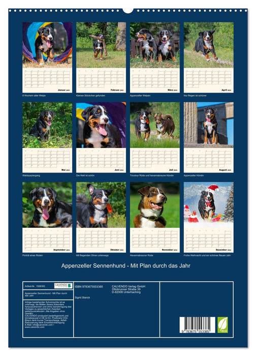 Appenzeller Sennenhund - Mit Plan durch das Jahr (CALVENDO Premium Wandkalender 2024)