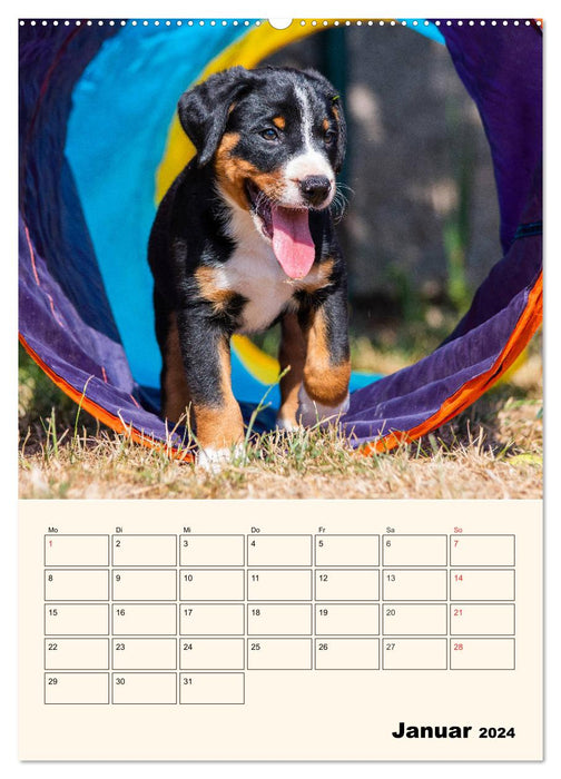 Appenzeller Sennenhund - Mit Plan durch das Jahr (CALVENDO Premium Wandkalender 2024)