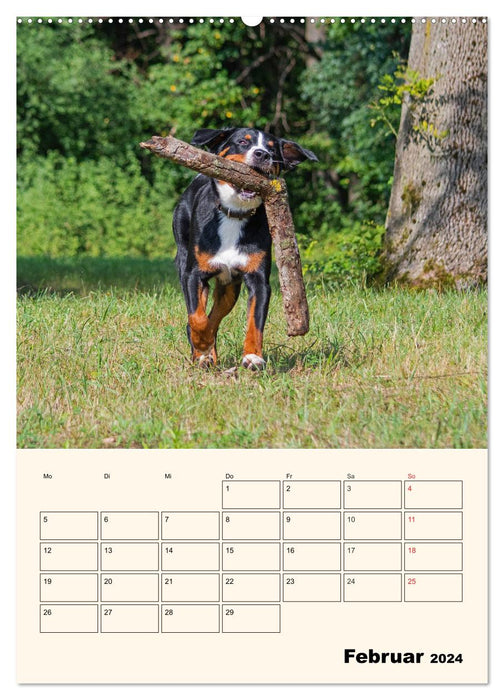 Appenzeller Sennenhund - Mit Plan durch das Jahr (CALVENDO Premium Wandkalender 2024)