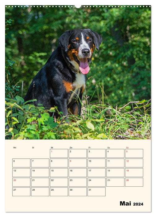 Appenzeller Sennenhund - Mit Plan durch das Jahr (CALVENDO Premium Wandkalender 2024)