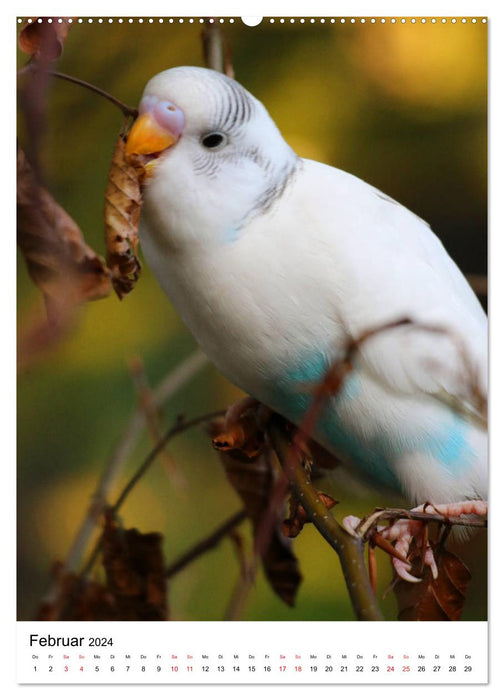 Der Wellensittich - Mein Lieblingsvogel (CALVENDO Premium Wandkalender 2024)