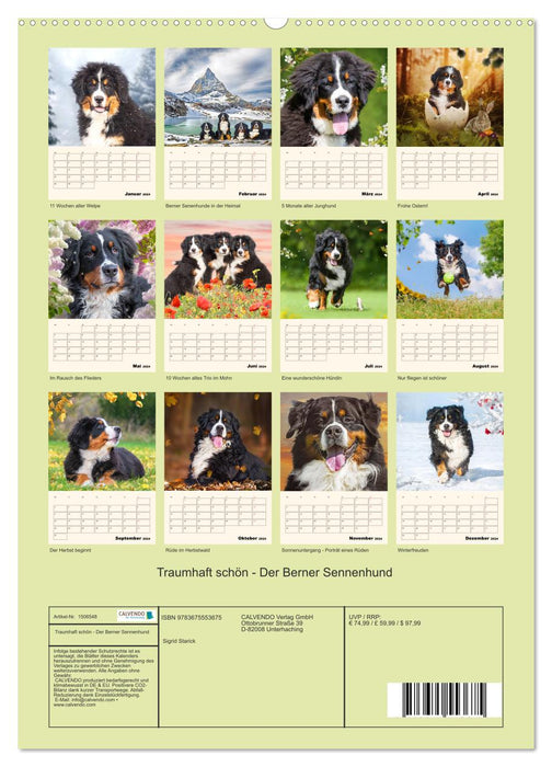 Traumhaft schön - Der Berner Sennenhund (CALVENDO Premium Wandkalender 2024)