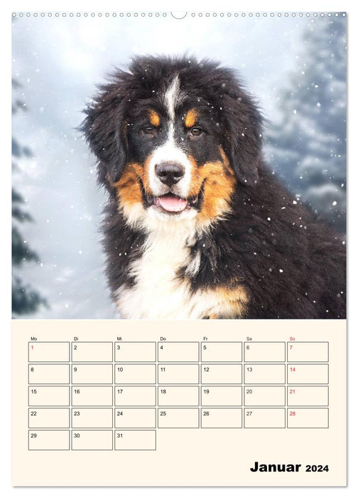 Traumhaft schön - Der Berner Sennenhund (CALVENDO Premium Wandkalender 2024)