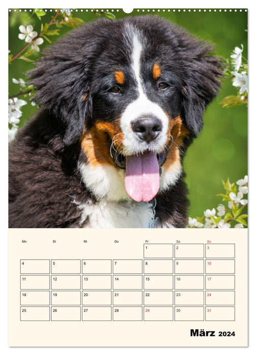 Traumhaft schön - Der Berner Sennenhund (CALVENDO Premium Wandkalender 2024)