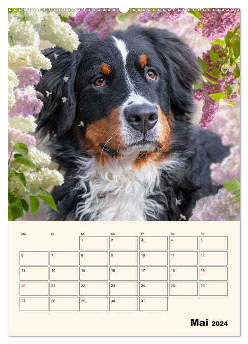 Traumhaft schön - Der Berner Sennenhund (CALVENDO Premium Wandkalender 2024)