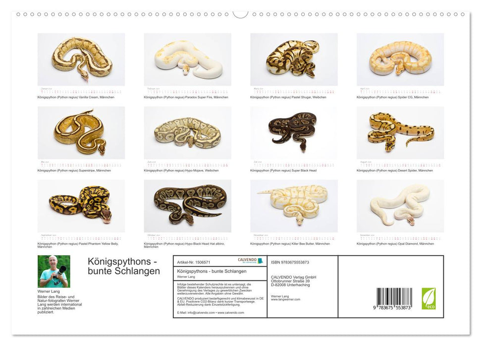 Königspythons - bunte Schlangen (CALVENDO Premium Wandkalender 2024)