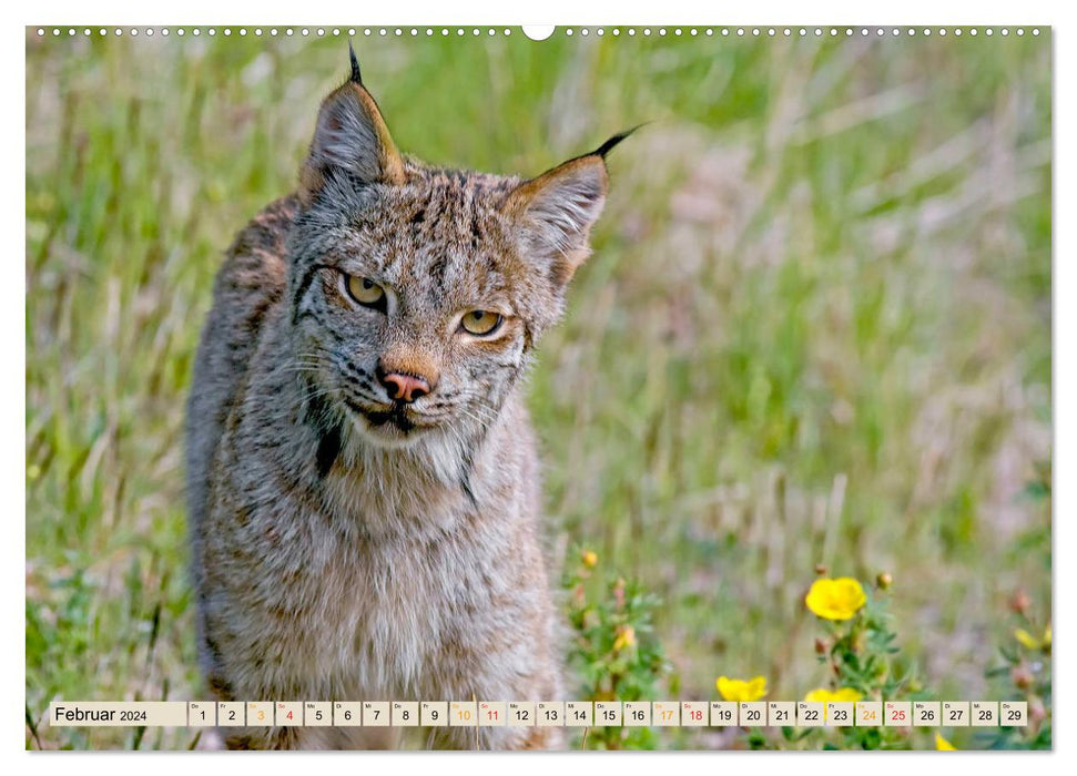 Raubkatze Luchs (CALVENDO Premium Wandkalender 2024)