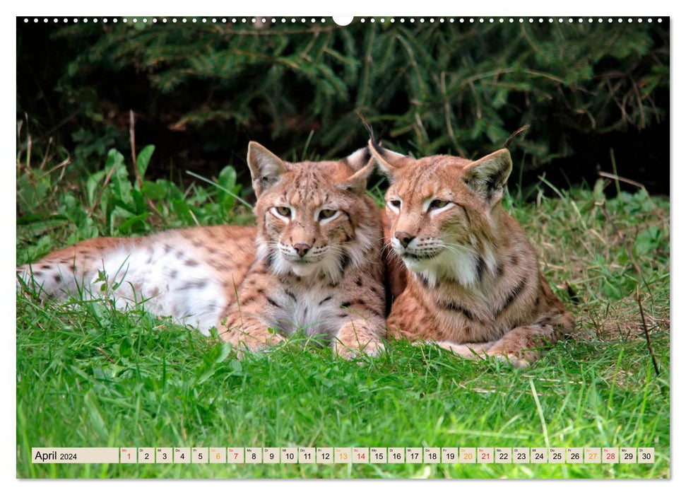 Raubkatze Luchs (CALVENDO Premium Wandkalender 2024)