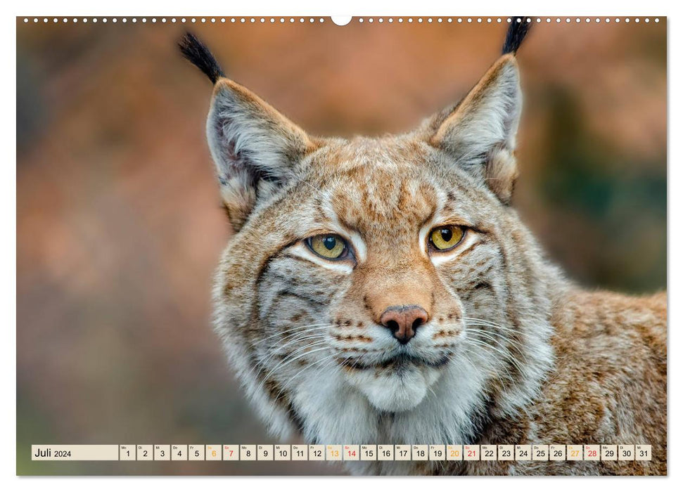 Raubkatze Luchs (CALVENDO Premium Wandkalender 2024)