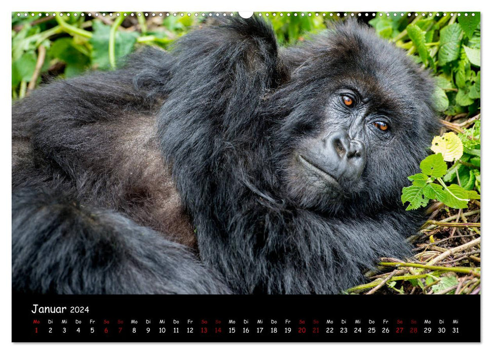 Berggorillas: die bedrohten Riesen (CALVENDO Premium Wandkalender 2024)