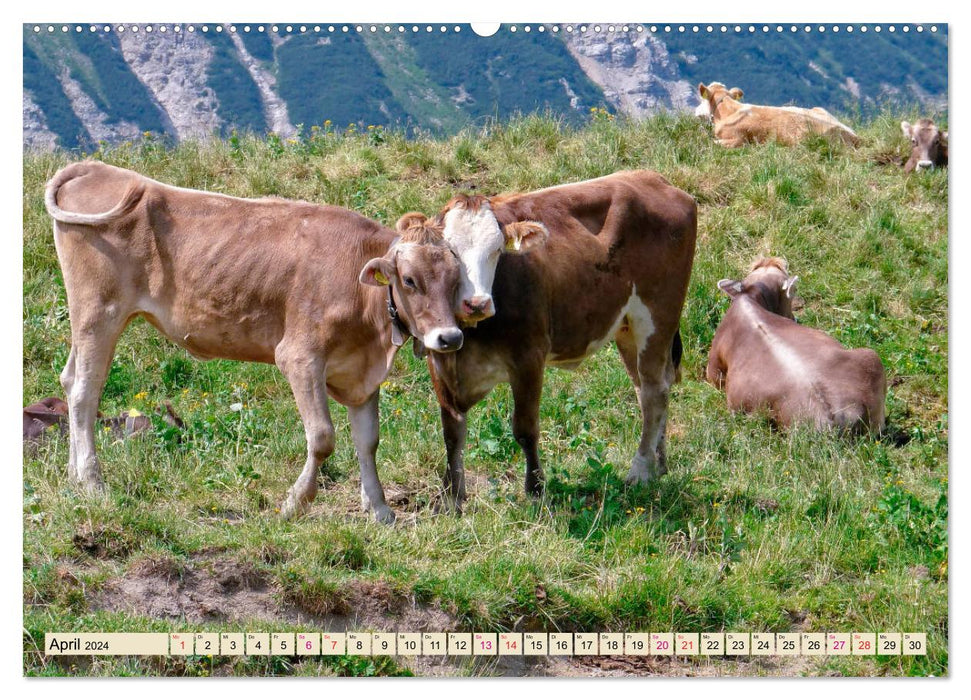 Berg-Kühe, Natur pur - unser schönster Urlaub (CALVENDO Premium Wandkalender 2024)