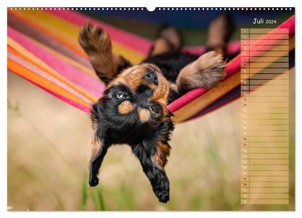 English Cocker Spaniel Welpen (CALVENDO Premium Wandkalender 2024)