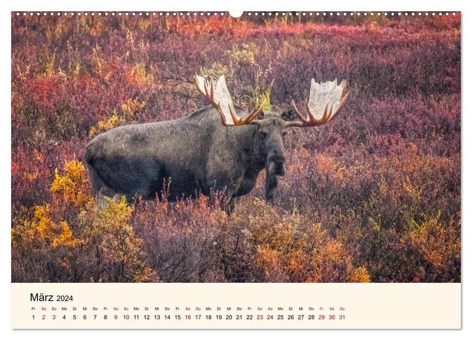 Der Elch - König des Nordens (CALVENDO Premium Wandkalender 2024)