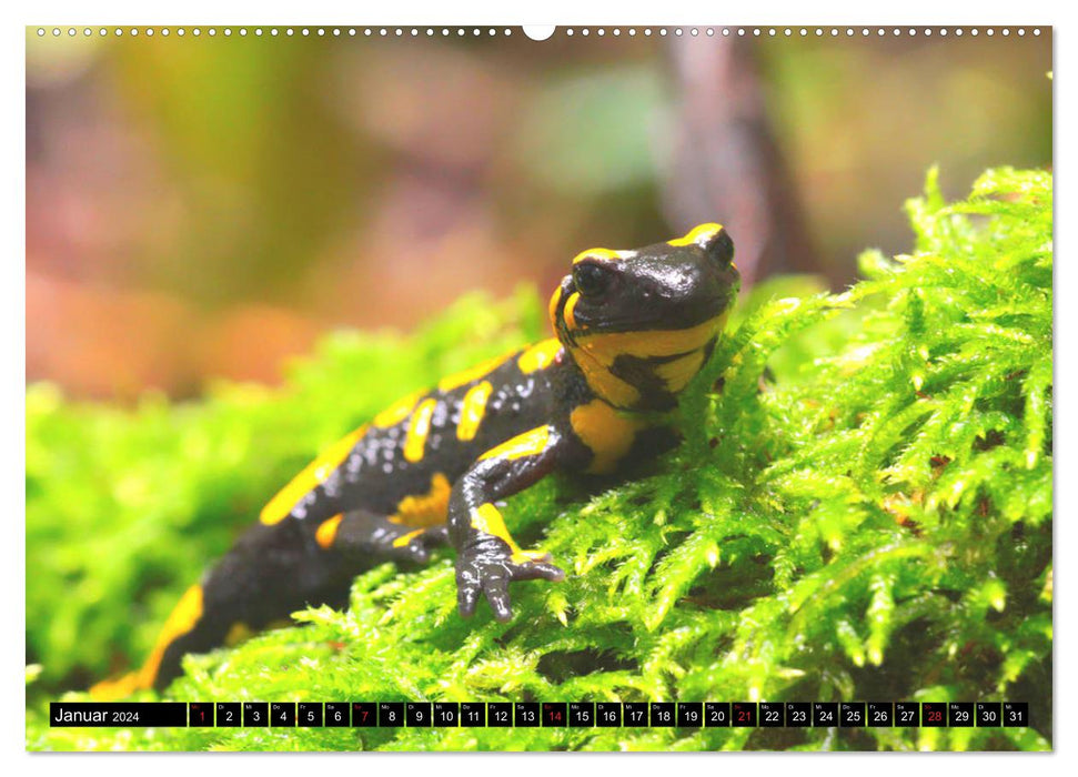 In the territory of the salamanders (CALVENDO Premium Wall Calendar 2024) 