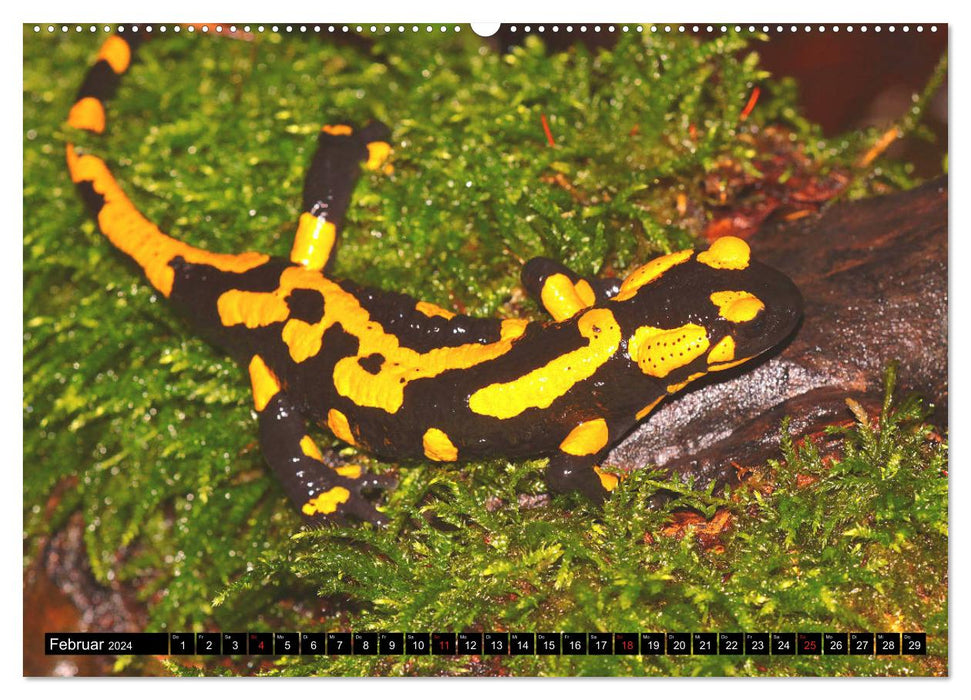 In the territory of the salamanders (CALVENDO Premium Wall Calendar 2024) 