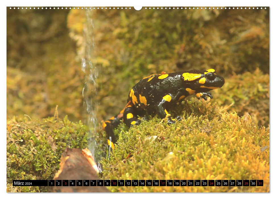 In the territory of the salamanders (CALVENDO Premium Wall Calendar 2024) 