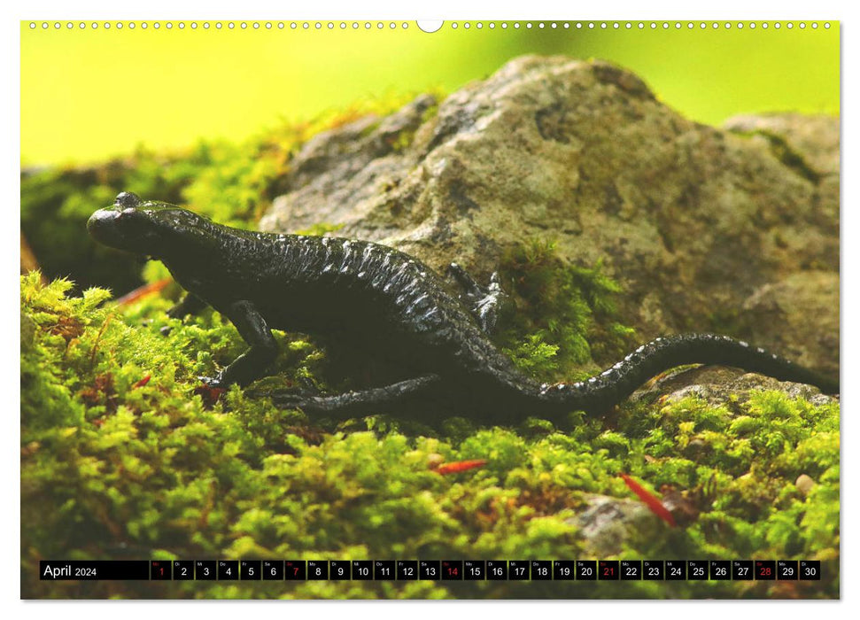 In the territory of the salamanders (CALVENDO Premium Wall Calendar 2024) 