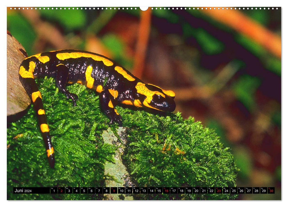 In the territory of the salamanders (CALVENDO Premium Wall Calendar 2024) 