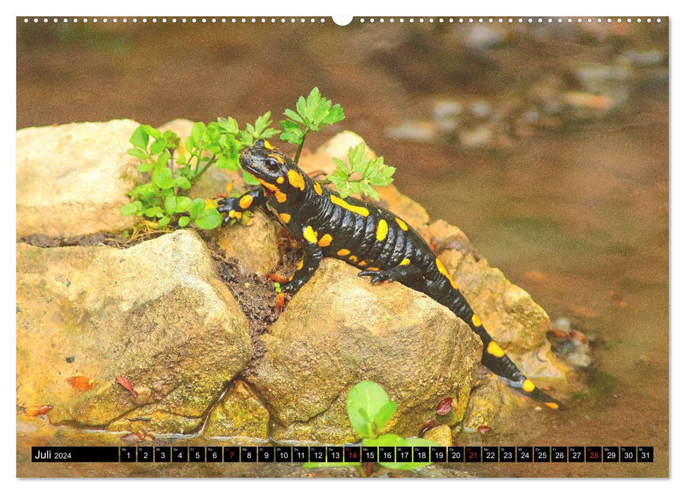 In the territory of the salamanders (CALVENDO Premium Wall Calendar 2024) 