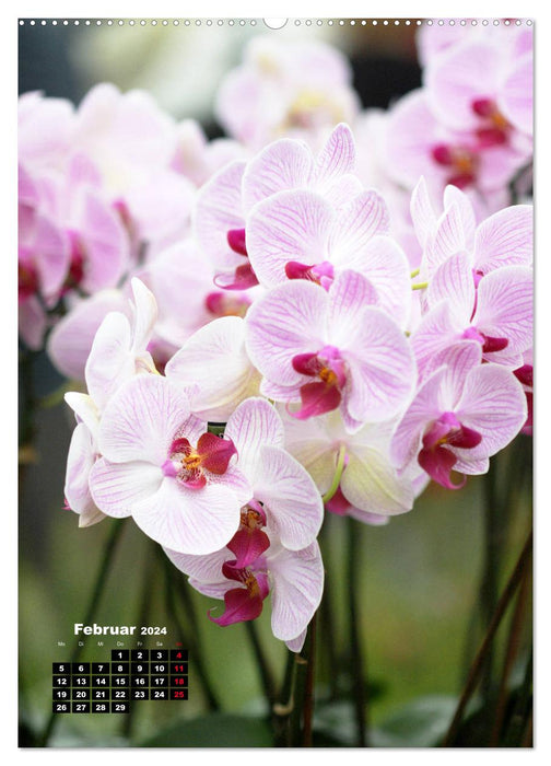 Small orchid treasures (CALVENDO Premium Wall Calendar 2024) 