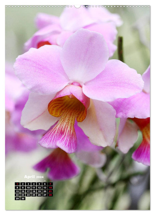 Kleine Orchideenschätze (CALVENDO Premium Wandkalender 2024)