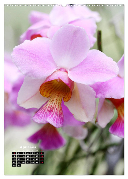 Small orchid treasures (CALVENDO Premium Wall Calendar 2024) 