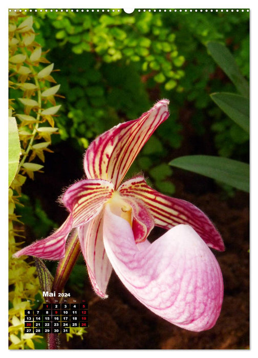 Small orchid treasures (CALVENDO Premium Wall Calendar 2024) 