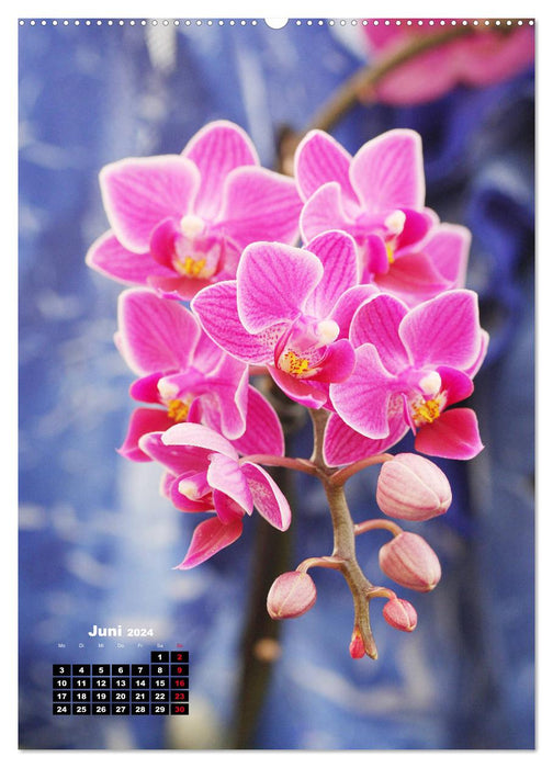 Kleine Orchideenschätze (CALVENDO Premium Wandkalender 2024)