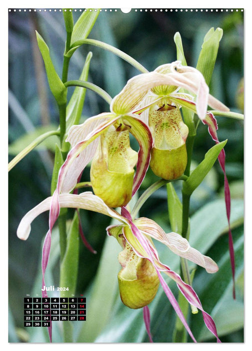 Kleine Orchideenschätze (CALVENDO Premium Wandkalender 2024)