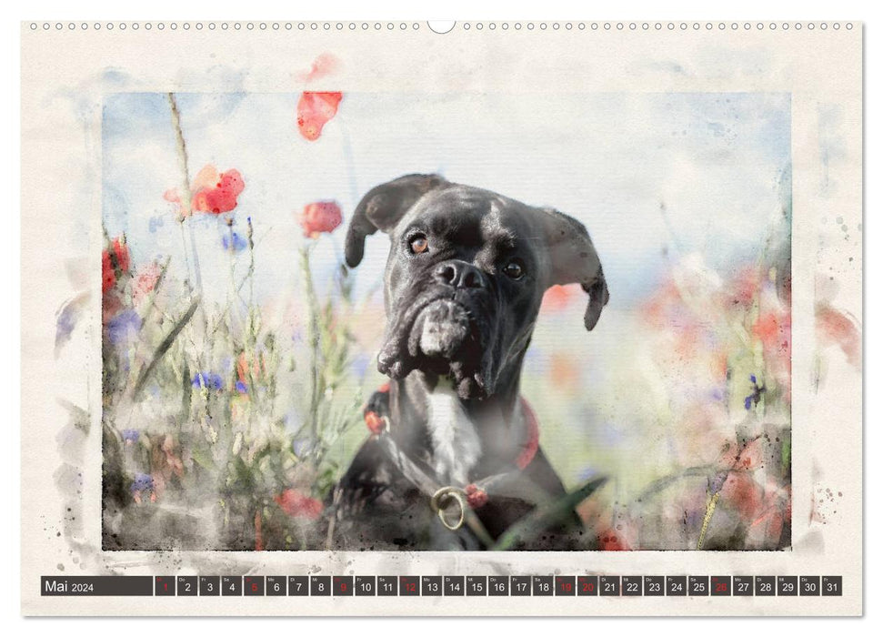 Boxer Photo&amp;Art (CALVENDO Premium Wall Calendar 2024) 