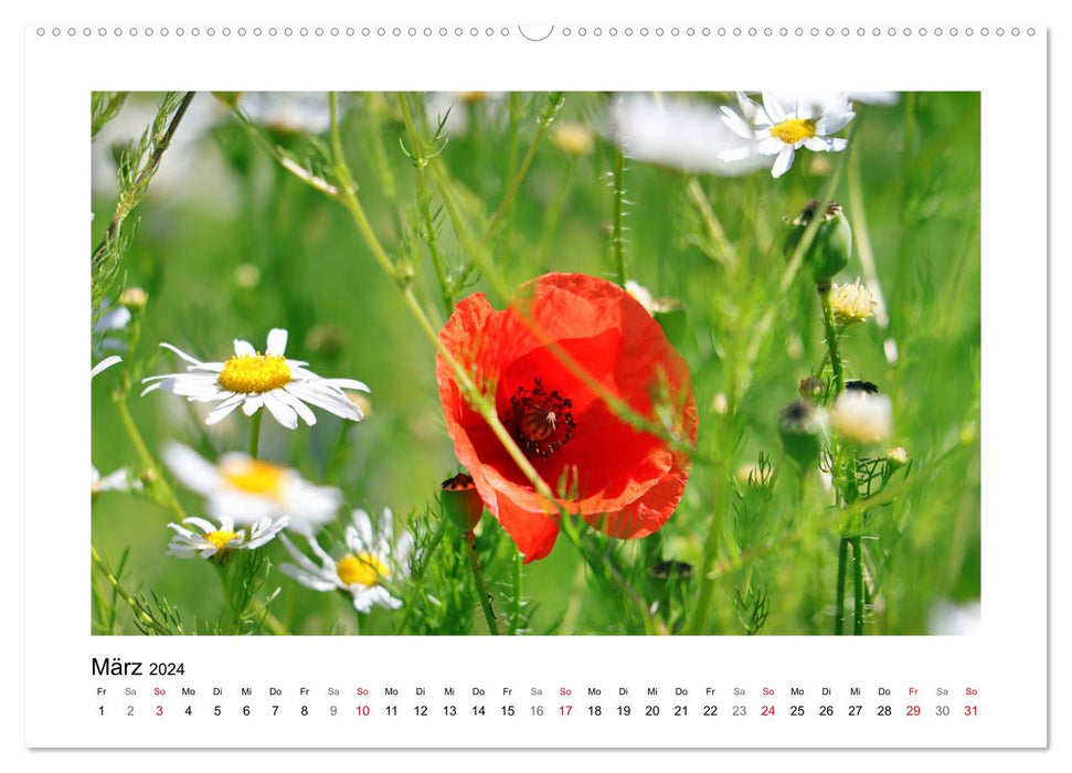 Mohn, zarte Blüten, starke Farben (CALVENDO Premium Wandkalender 2024)