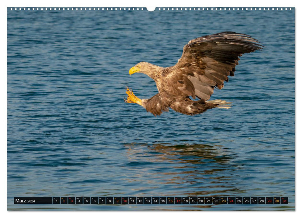 DER SEEADLER Ein Portrait des größten Greifvogels Mitteleuropas (CALVENDO Wandkalender 2024)