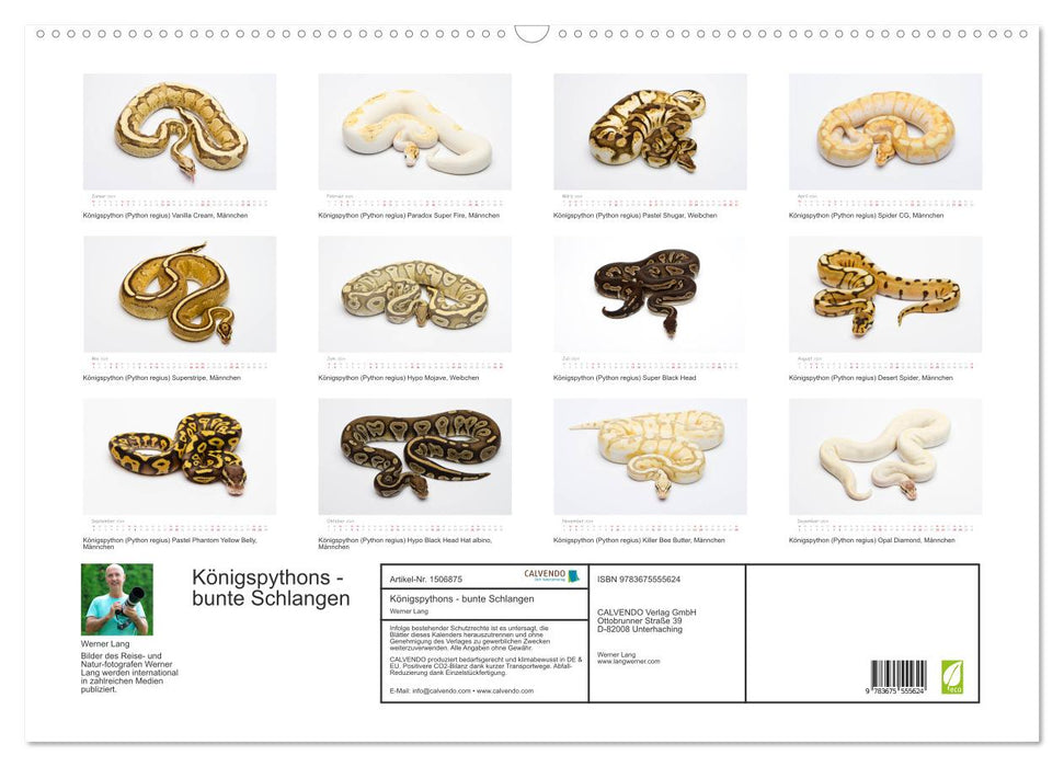 Königspythons - bunte Schlangen (CALVENDO Wandkalender 2024)