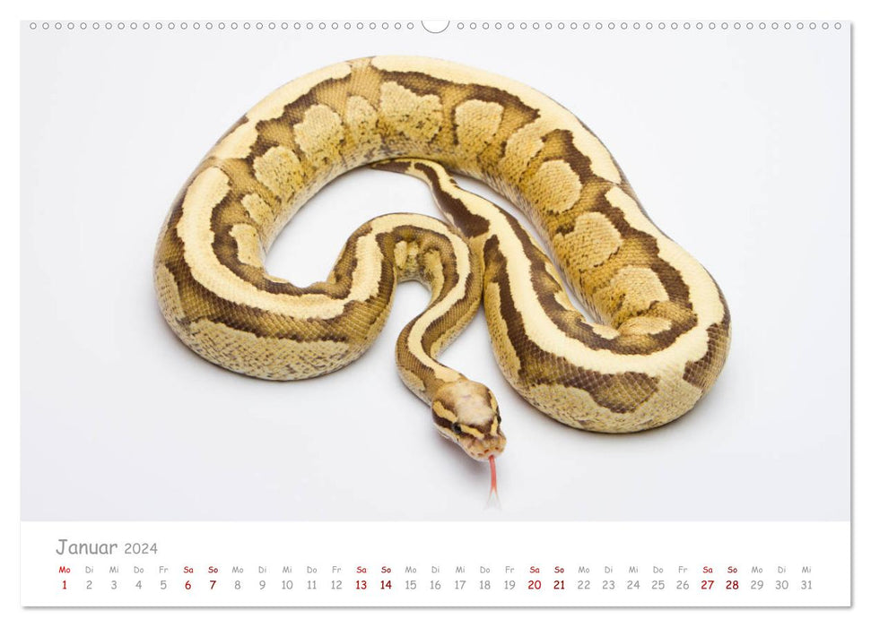 Ball pythons - colorful snakes (CALVENDO wall calendar 2024) 