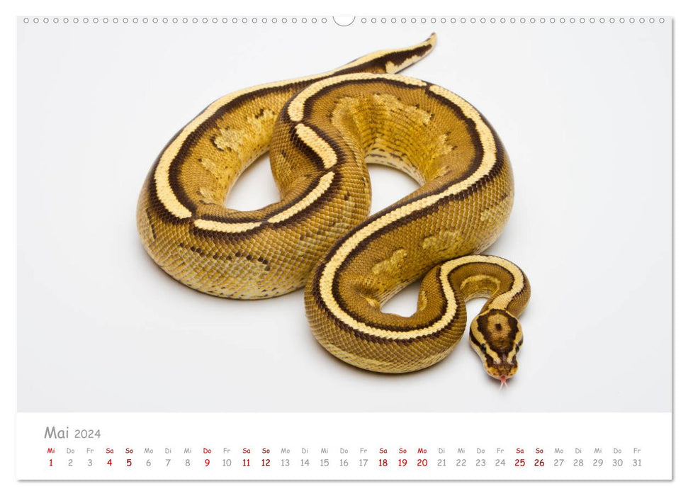 Ball pythons - colorful snakes (CALVENDO wall calendar 2024) 