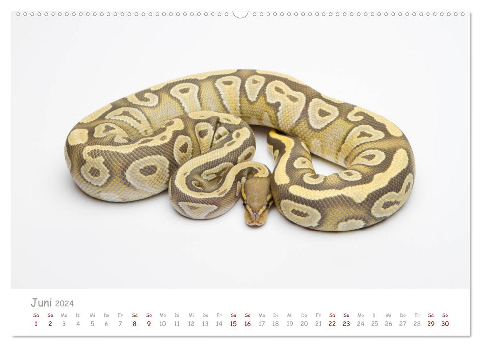 Ball pythons - colorful snakes (CALVENDO wall calendar 2024) 