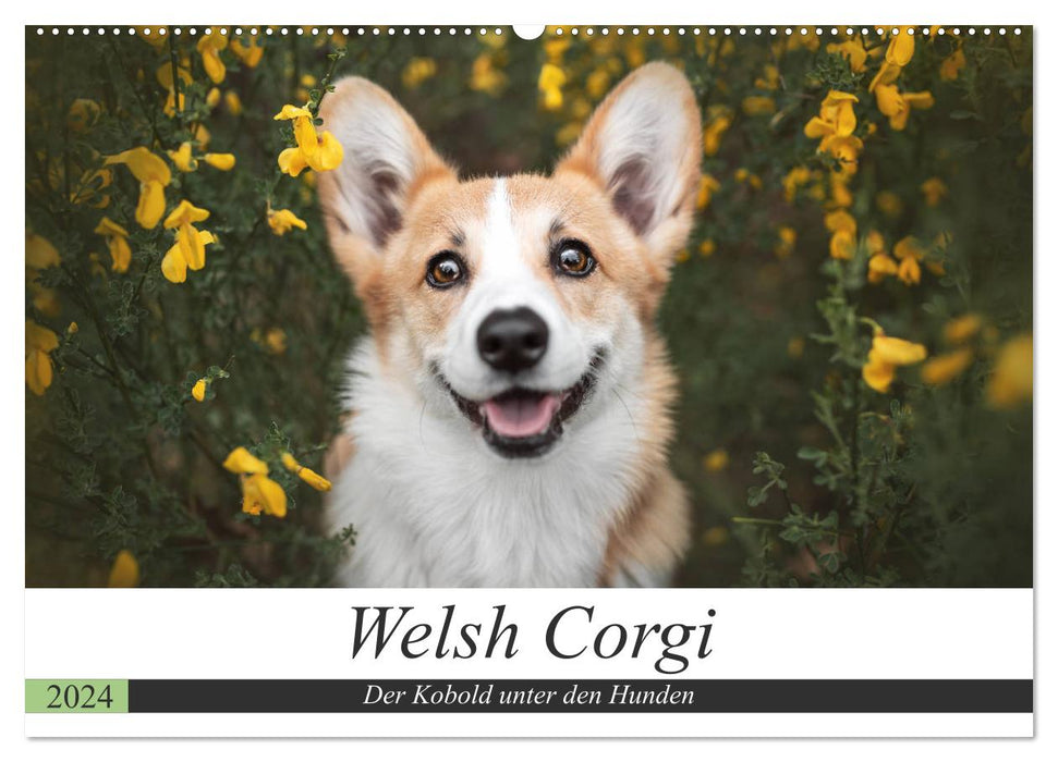 Welsh Corgi - The goblin among dogs (CALVENDO wall calendar 2024) 