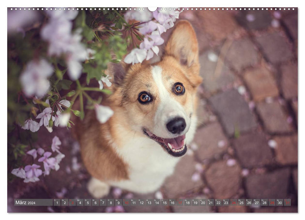 Welsh Corgi - The goblin among dogs (CALVENDO wall calendar 2024) 