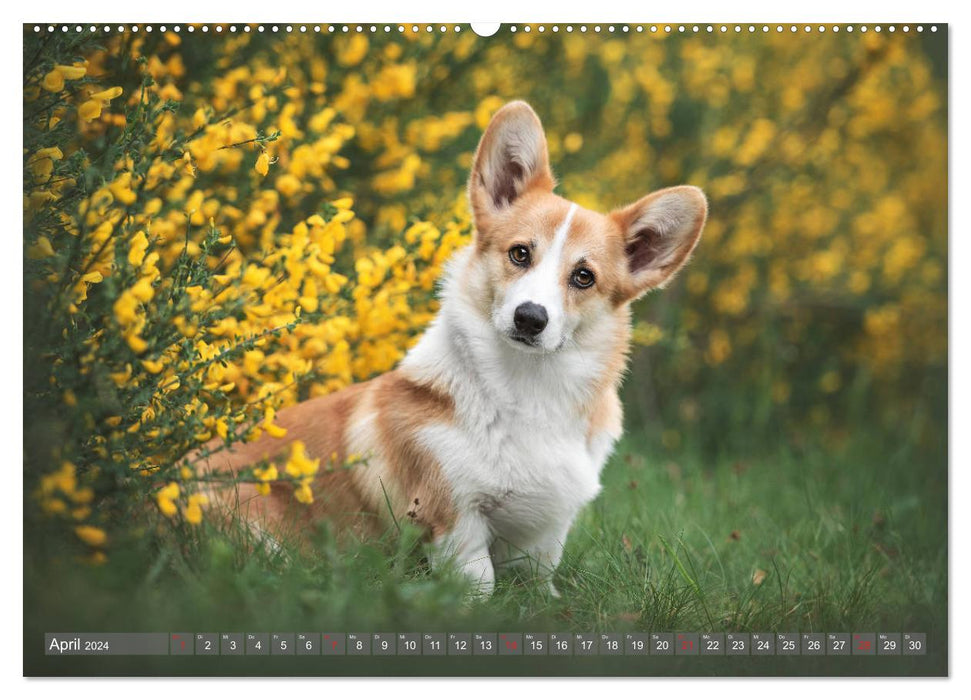 Welsh Corgi - The goblin among dogs (CALVENDO wall calendar 2024) 