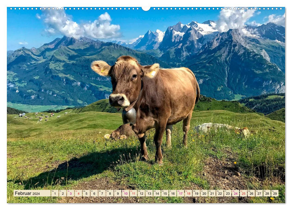 Mountain cows, pure nature - our most beautiful vacation (CALVENDO wall calendar 2024) 