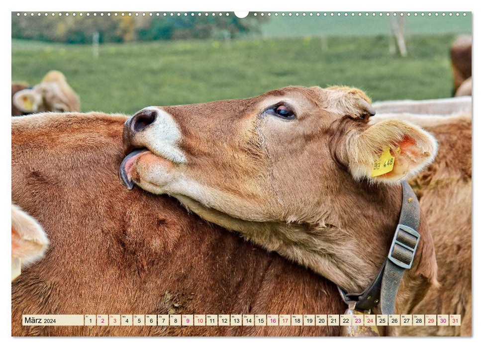 Mountain cows, pure nature - our most beautiful vacation (CALVENDO wall calendar 2024) 